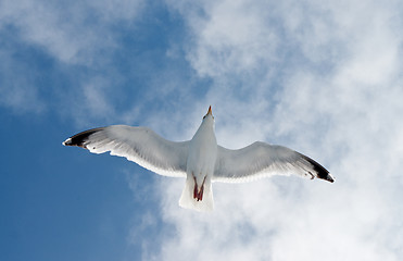 Image showing flying seagull