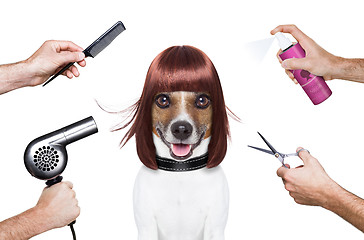 Image showing hairdresser dog 