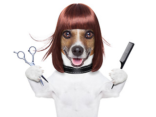 Image showing hairdresser dog 