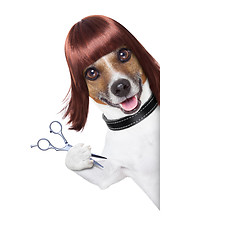 Image showing hairdresser dog 