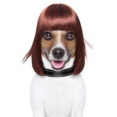 Image showing hairdresser dog 