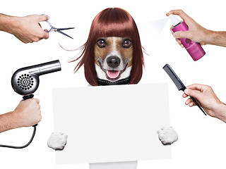 Image showing hairdresser dog 