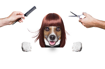 Image showing hairdresser dog 