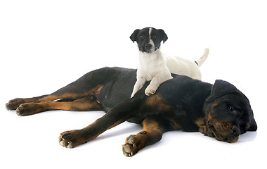 Image showing rottweiler and jack russel terrier