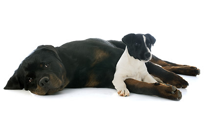 Image showing rottweiler and jack russel terrier