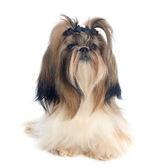 Image showing Shih Tzu