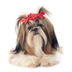 Image showing Shih Tzu