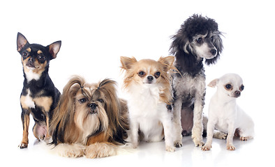 Image showing five little dogs
