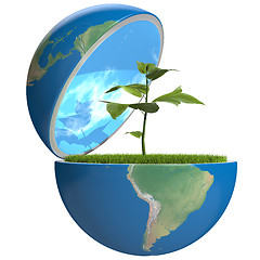 Image showing Plant inside planet