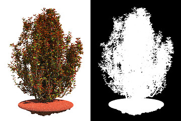 Image showing Isolated Red Bush with Detail Raster Mask.