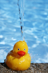 Image showing Fresh Duckie