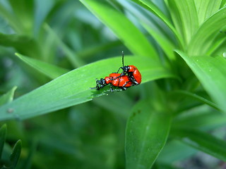 Image showing Mating