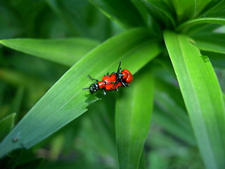 Image showing Mating