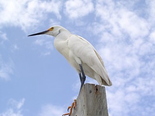 Image showing sea-gull on the stick