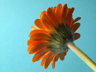 Image showing gerbera