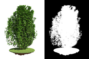 Image showing Isolated Green Bush with Detail Raster Mask.