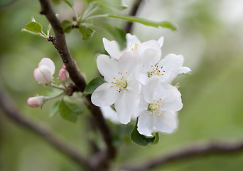 Image showing Spring apple tree blossom flower