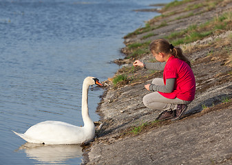 Image showing Little girl feeding swan