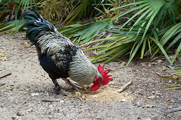 Image showing black and white maran rooster eating