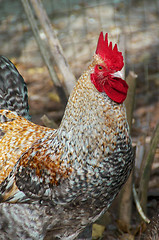 Image showing colorful mottled maran rooster chicken