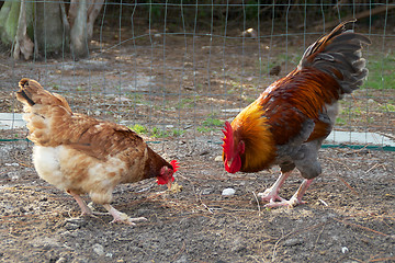 Image showing golden headed maran rooster and hen eating