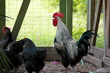 Image showing large crowing black and white white maran rooster