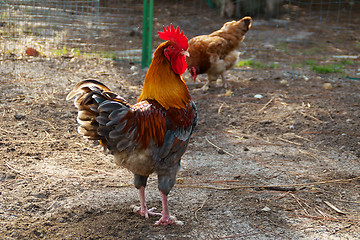 Image showing portrait of colorful golden maran rooster