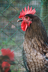 Image showing portrait of grey maran rooster