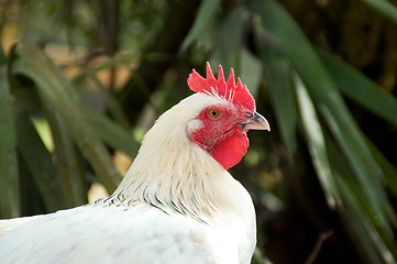 Image showing portrait of white maran chicken