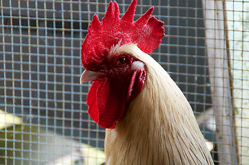 Image showing portrait of white maran rooster in pen