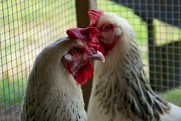 Image showing two white maran roosters in coop