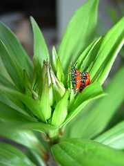 Image showing Mating