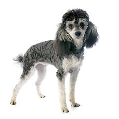 Image showing bicolor poodle 
