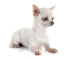 Image showing chihuahua