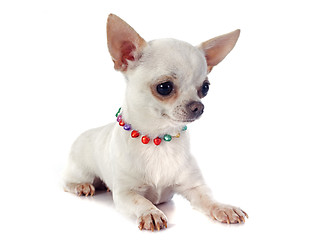 Image showing puppy chihuahua