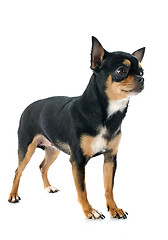 Image showing chihuahua