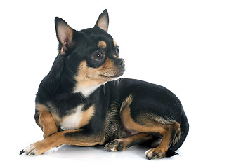 Image showing chihuahua