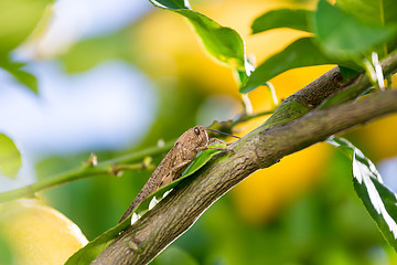 Image showing Locust sits on a Branch of Lemon Tree