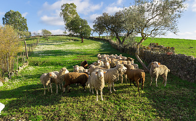 Image showing Group White Sheeps Grazing