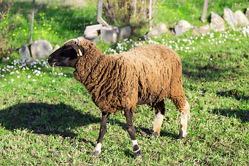 Image showing Brown Woolly Sheep