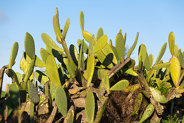 Image showing Chumbera Nopal Cactus Plant