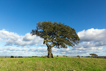 Image showing Beautiful Landscape with a Lonely Tree