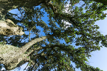 Image showing Oak Tree on Blue Sky background