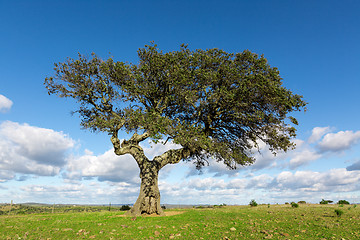 Image showing Beautiful Landscape with a Lonely Tree