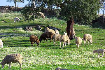 Image showing Group White Sheeps Grazing