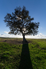 Image showing Beautiful Landscape with a Lonely Tree, sun backlit