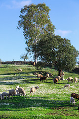 Image showing Group White Sheeps Grazing