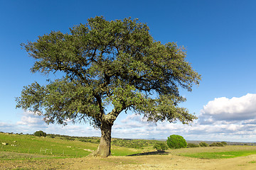 Image showing Beautiful Landscape with a Lonely Tree