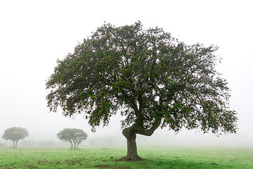 Image showing Wet Landscape With Lonely Tree in Morning Fog