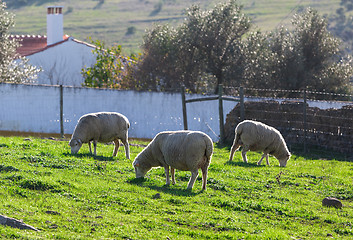 Image showing Group White Sheeps Grazing